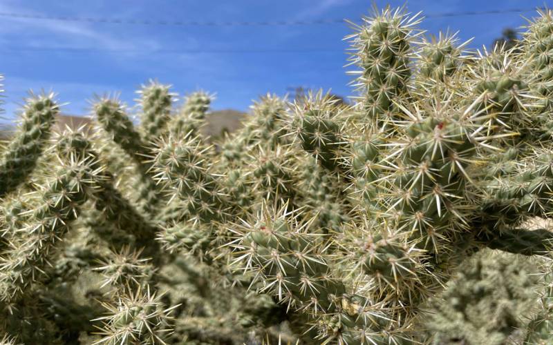 Beautiful Desert Plants