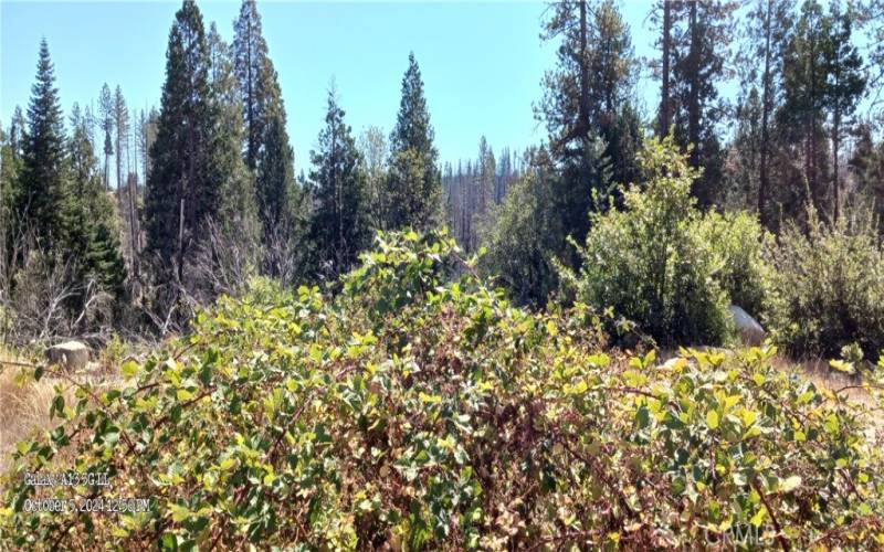 Blackberries, view of surviving forest from building pad