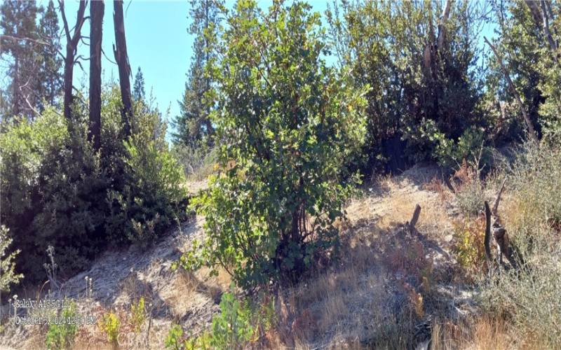 Foliage returning after the fire