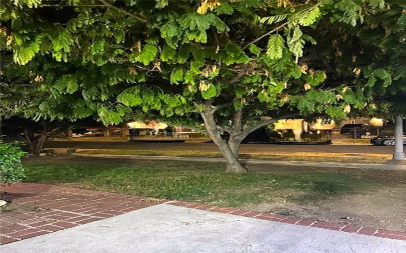 shade tree in front of porch