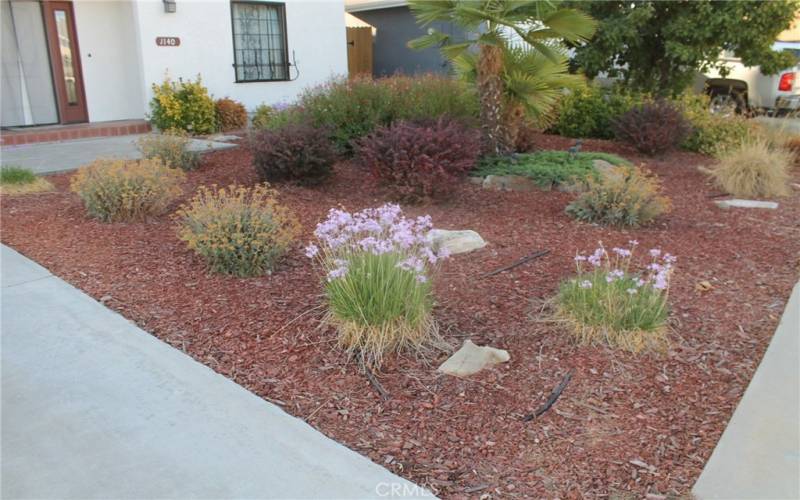 Low water xeriscape front