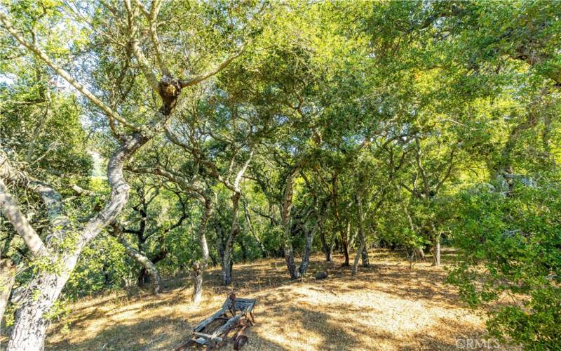 The mature trees convey a sense of peace and serenity.