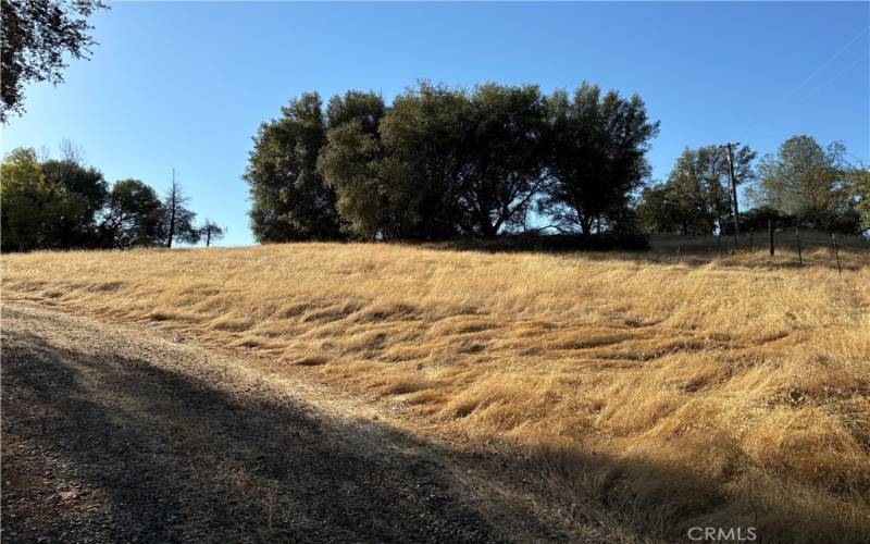 Nice trees and gentle terrain along the driveway.