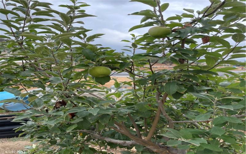 Apple tree