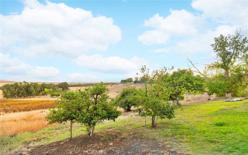 Fruit trees.