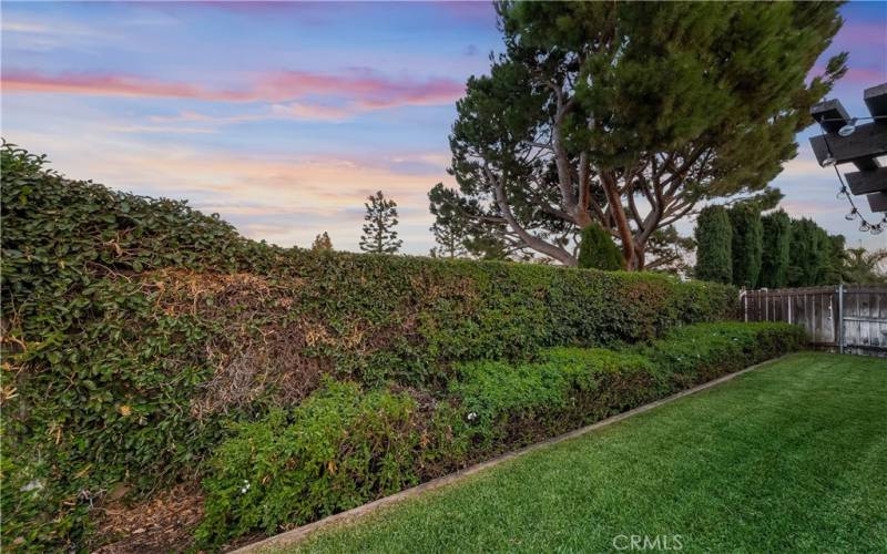 Well manicured backyard