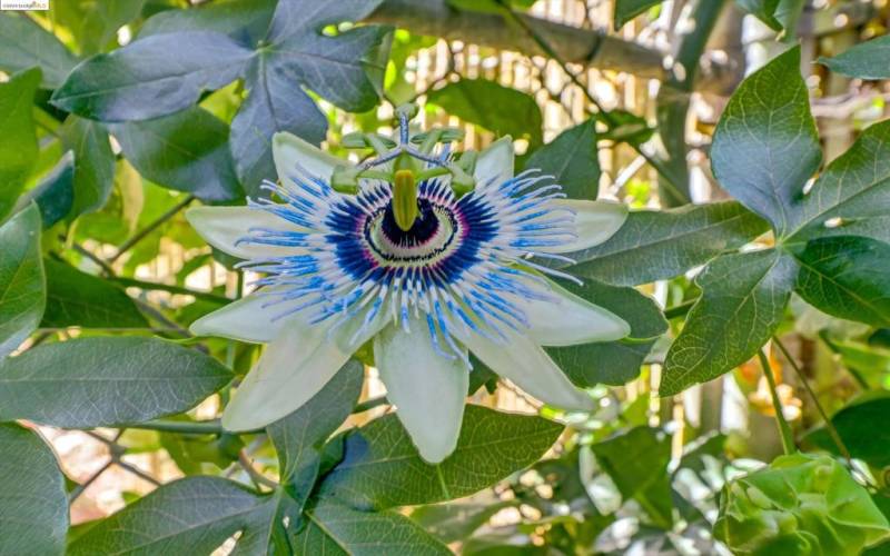 Passionflower