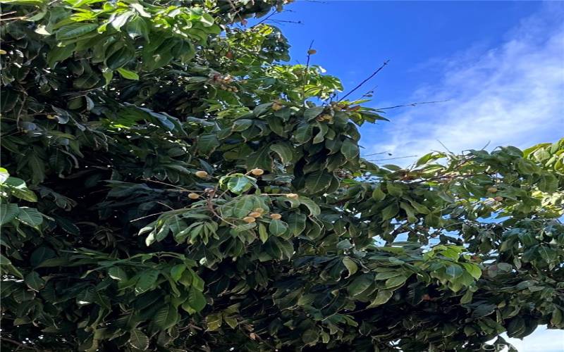 Mature Logan fruit tree