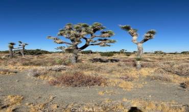 0 Beekley Road, Pinon Hills, California 92372, ,Land,Buy,0 Beekley Road,HD24214011