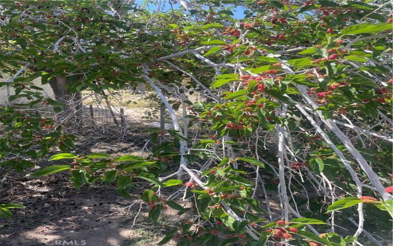 Mulberry tree on the property