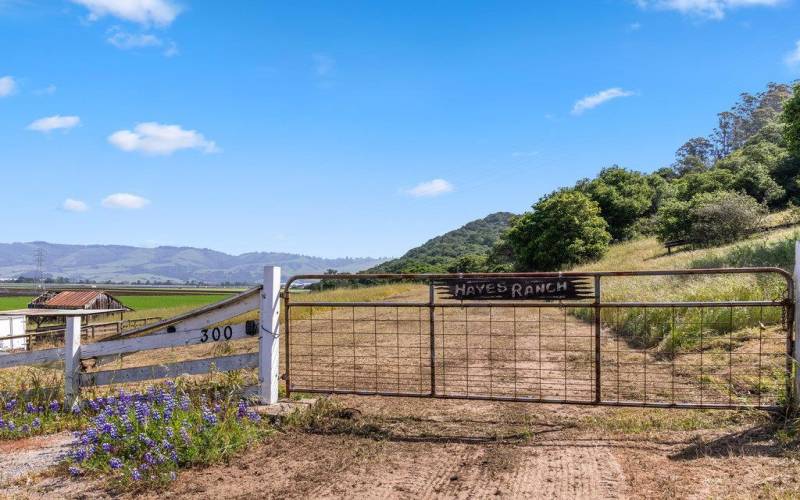 Gate at end of 300 Hayes Rd.  10 acre parcel to left & 21 acre parcel to right continue beyond gate.