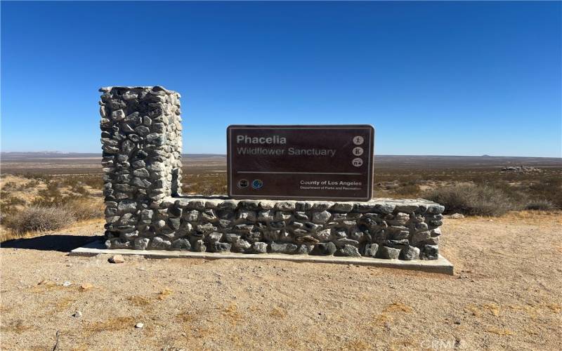 See Phacelia flowering plants, Joshua trees and roadrunners at the Sanctuary.