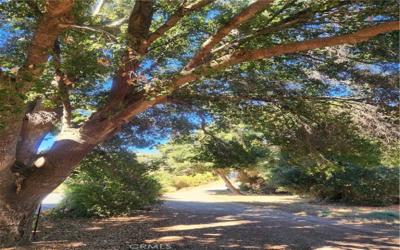 Trees at the entry