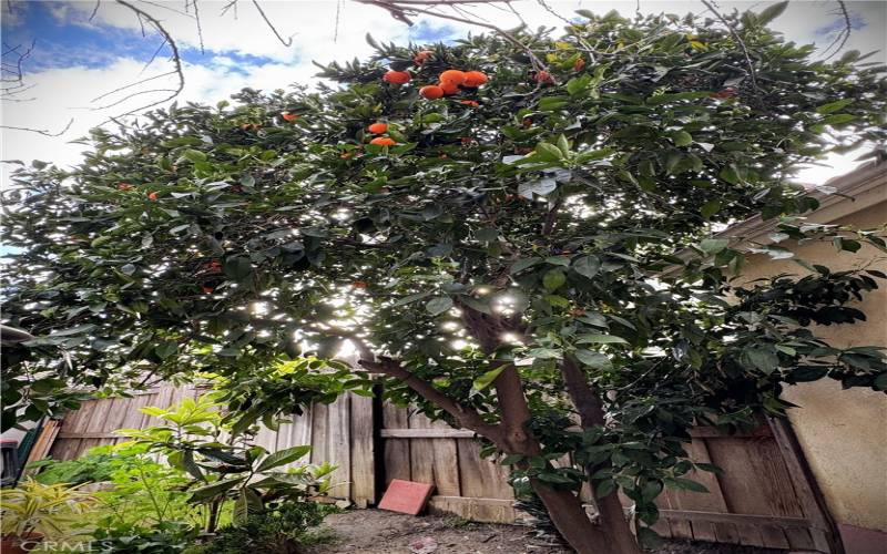 Orange Tree