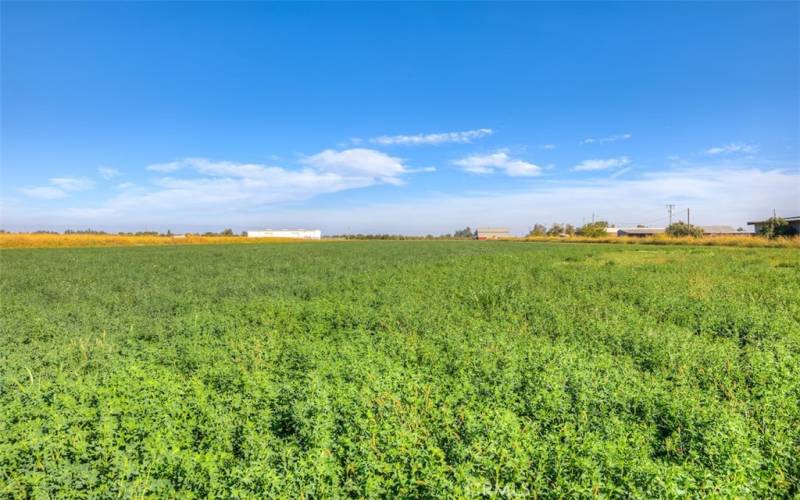 Alfalfa fields