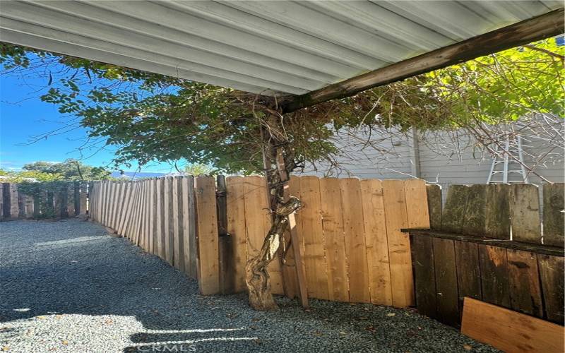 vine in carport by gated back yard