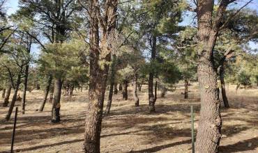 Lakeview Drive, Big Bear, California 92314, ,Land,Buy, Lakeview Drive,240024808SD