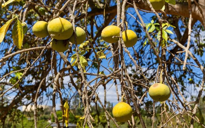 Fruit Tree