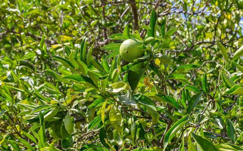 Fruit Tree