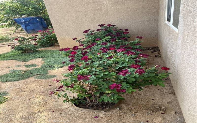 Front Yard - Flower Garden