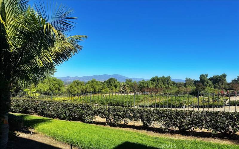 Saddleback mountains views from living room and patio.