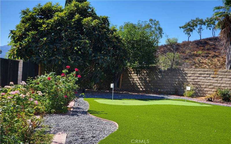 Beautiful Rose Bushes Next to Putting Green