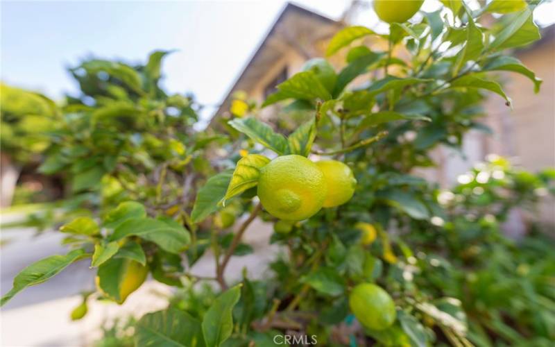 Fruit Trees in the Complex