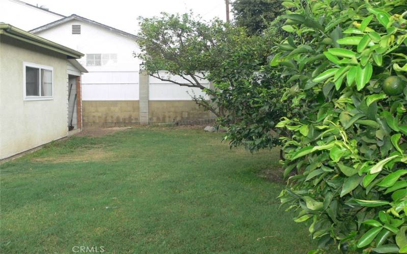 citrus trees and shed