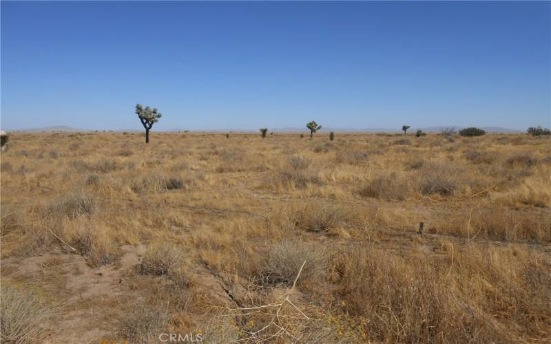 Looking across the property