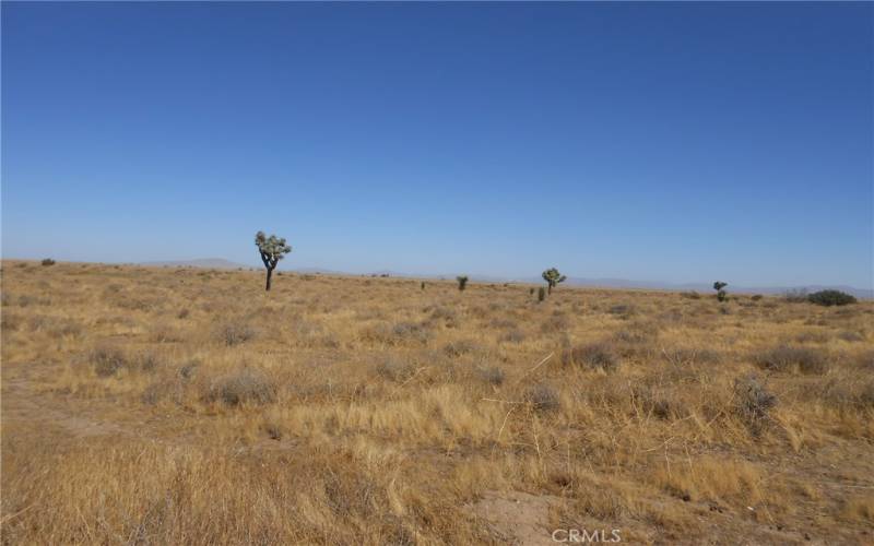 Looking across the property