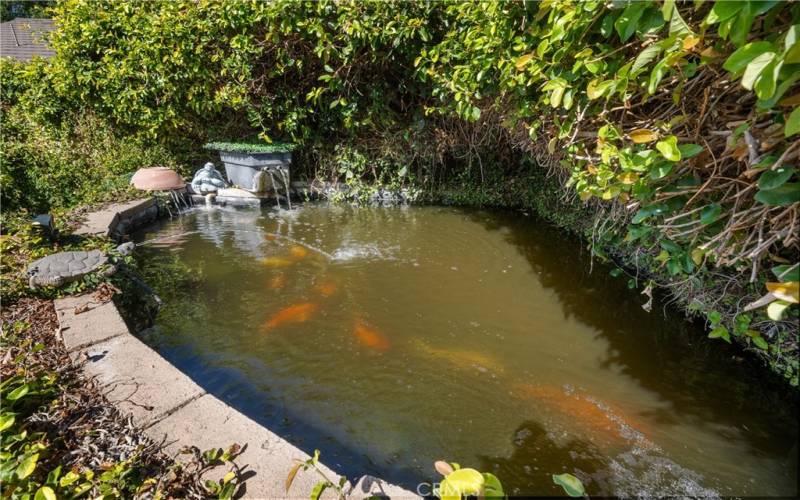 Koi pond.