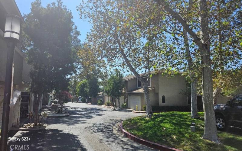 Tree lined Street