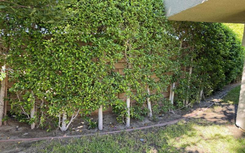 Ficus hedge