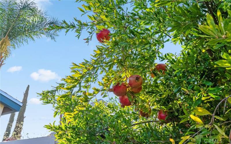 Multiples Varieties of Fruit Trees.