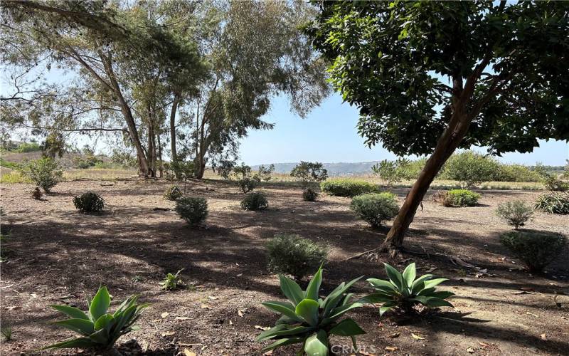 Shady walking areas with canyon views