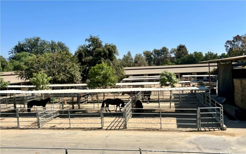 Equestrian center, happy horses