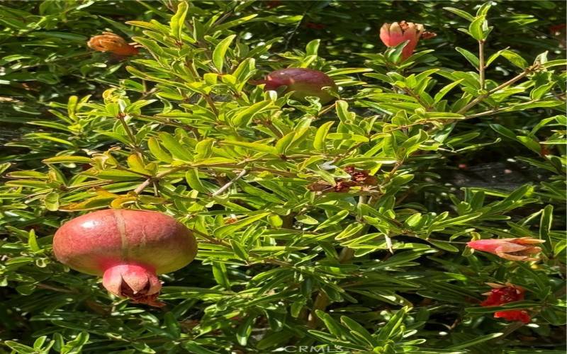 Pomegranate tree in backyard.