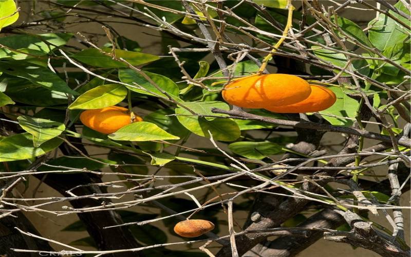 Citrus tree in backyard.