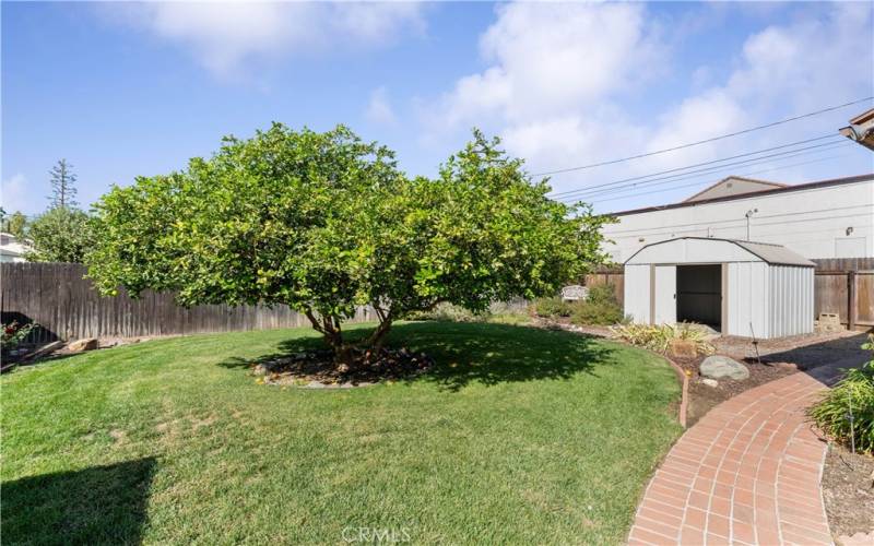 Large producing lemon tree offers beauty and shade. Shed in great condition for your landscaping needs. Brick pathway leads to the garage.