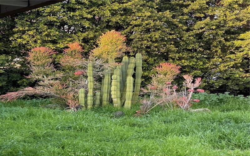 Cacti