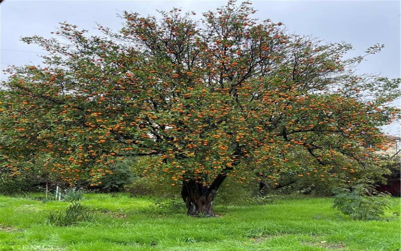 Tangerine tree