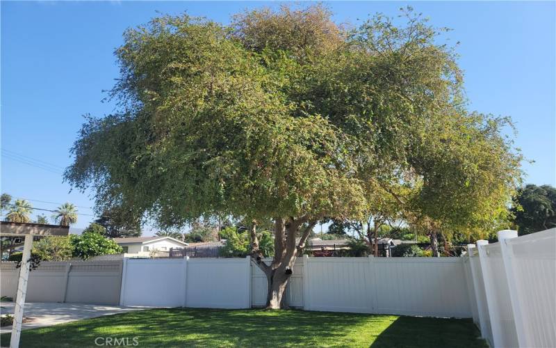 courtyard Chinese Elm