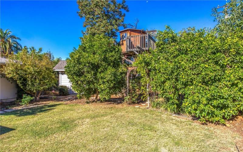 Tree house and shed