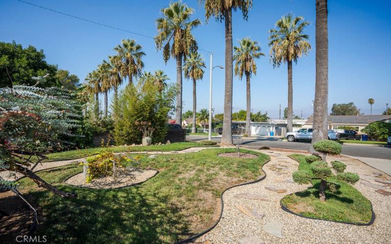 Palm Tree lined street