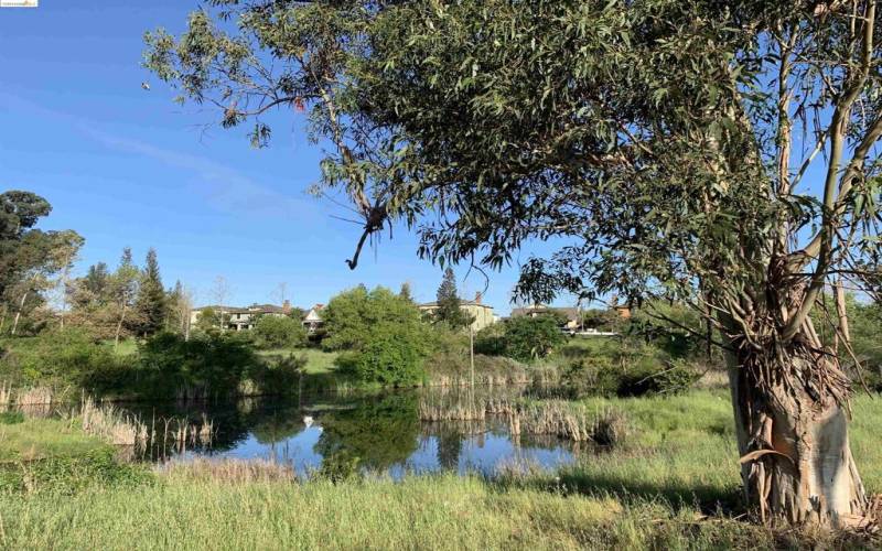 Just one of our many local ponds to delight!