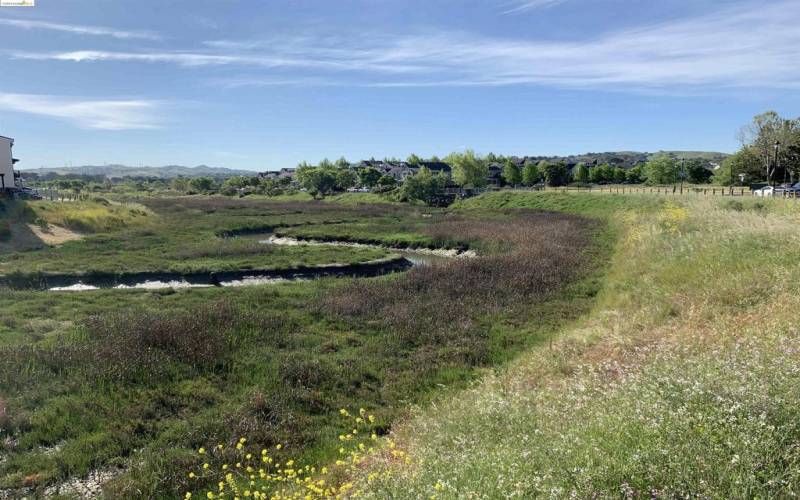 Wetland and bird sanctuary areas abound in Hercules.