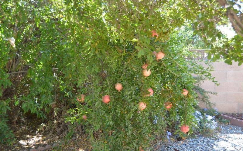 Fruit tree