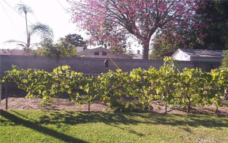 Fenced in garden area to grow your healthy veggies!