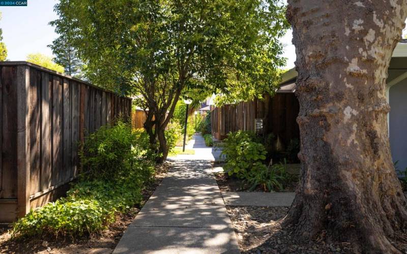 Wooded Pathways