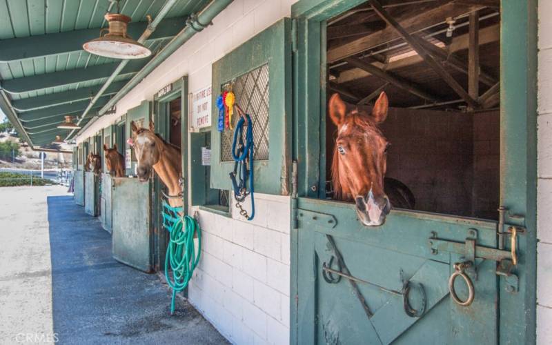 Come say hello to some of our friends at the Equestrian Center.